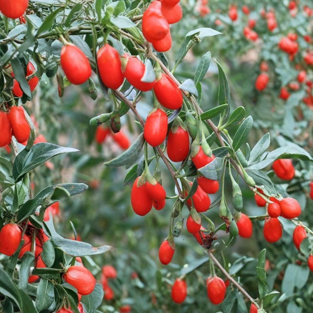 Goji Berry Plant – Lycium chinense Live Nursery Pot | Superfood Fruit Seedling | Easy to Grow Patio & Backyard Plant