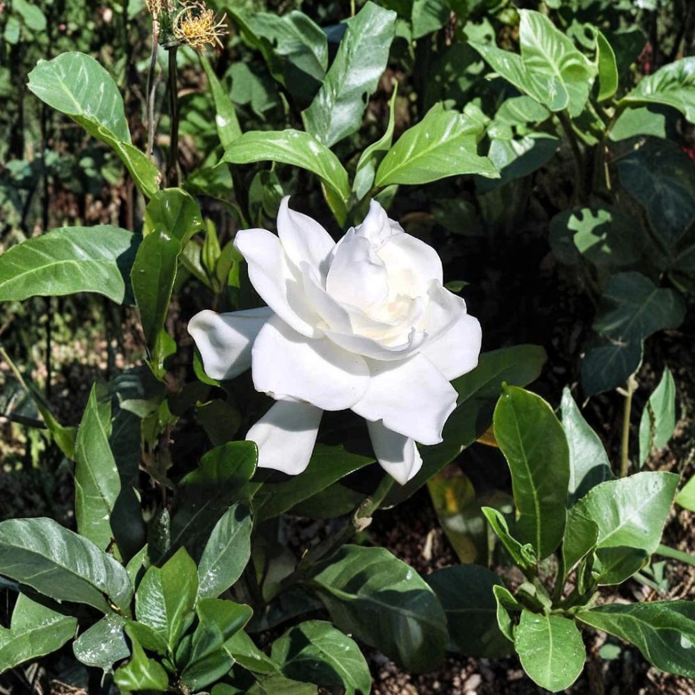 Gardenia Bush Live Plants – 6-Inch Heirloom White Cape Jasmine Fragrant Flowering Shrubs Set of 2
