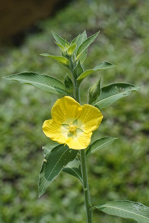 5 Live Peruvian Primrose-Willow Cuttings – Flowering Ludwigia Species for Gardens, Attracts Butterflies, Easy Starter Plants