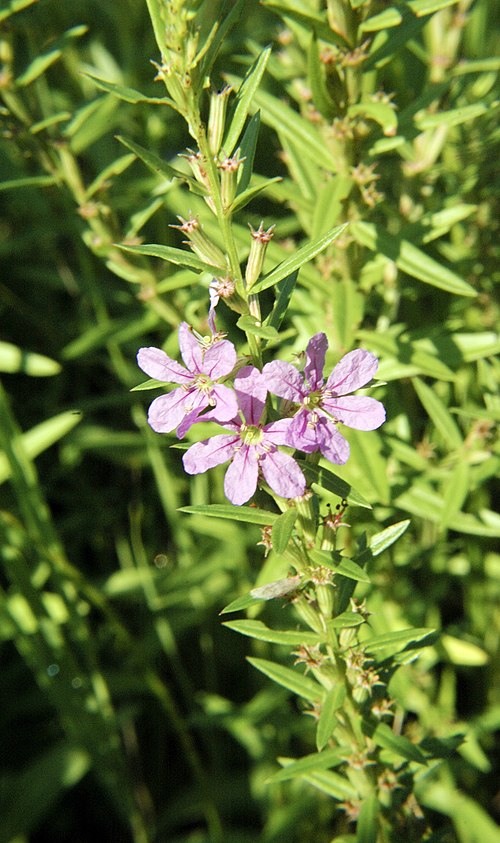 1000 Lythrum alatum Seeds | Winged Loosestrife | Native Perennial Wetland Plant for Pollinator Gardens & Meadows