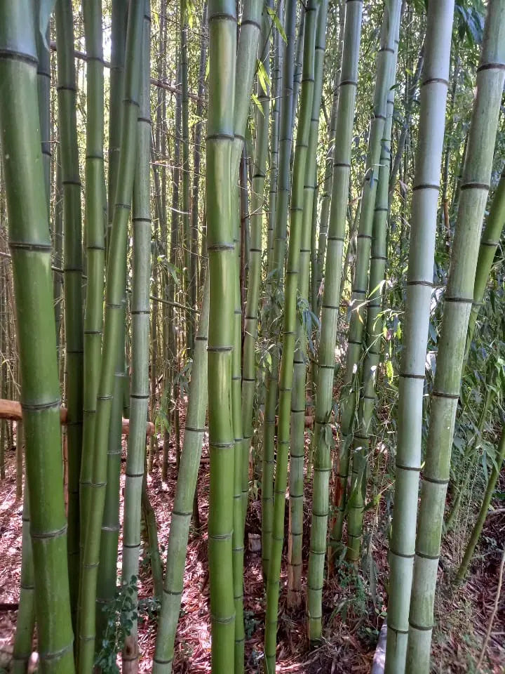 Madake Bamboo Rhizomes – Phyllostachys bambusoides, Fast-Growing Cold Hardy Timber Bamboo, Bare Root Starter for Privacy and Landscaping