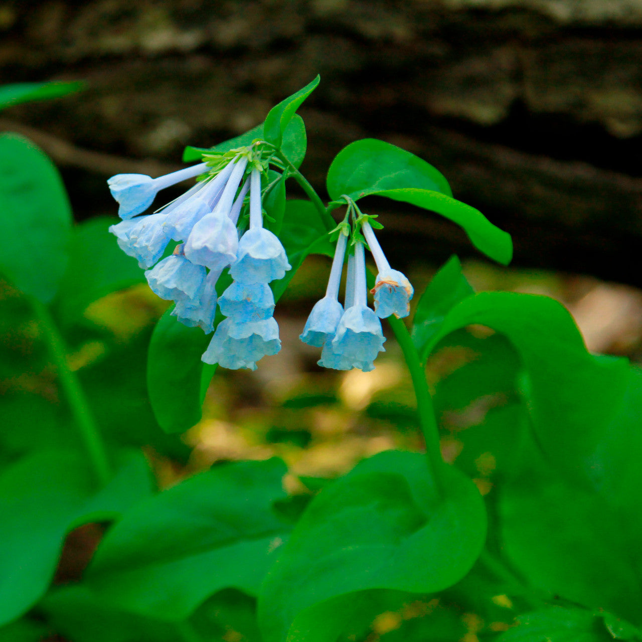 Virginia Bluebells Bulbs 10 Bare-Root Woodland Wildflower Early Spring Bloomers Mertensia virginica