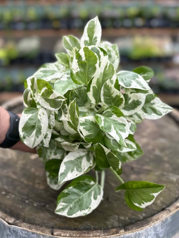 3 N’Joy Pothos Cuttings – Variegated Epipremnum aureum Unrooted Vines for Indoor Pots or Container Growing