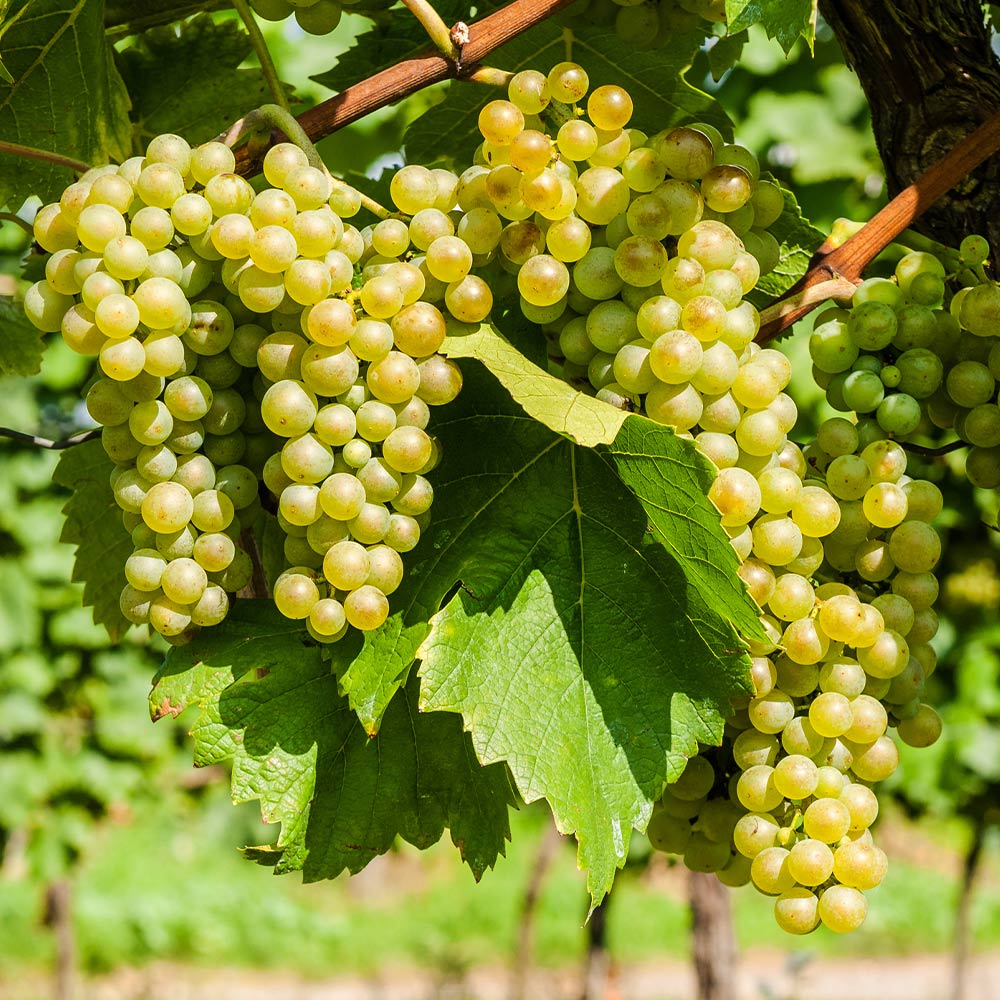 10 Niagara Grapevine Cuttings | Live Unrooted Vitis labrusca | 6–8" Hardwood Cuttings for Growing Sweet White Grapes