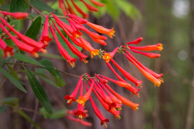 Lonicera sempervirens ‘Honey Coral’ Native Coral Honeysuckle Vine – 1 Live Starter Plant, Hummingbird Magnet, Non-Invasive Garden Plant