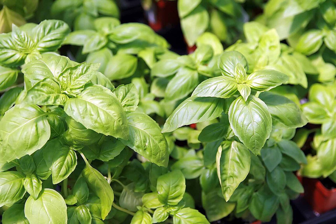 2 Live Ocimum Basil Plants – 'Húng Trắng' White Vietnamese Basil, Aromatic Culinary Herb, Bareroot, Rare Variety