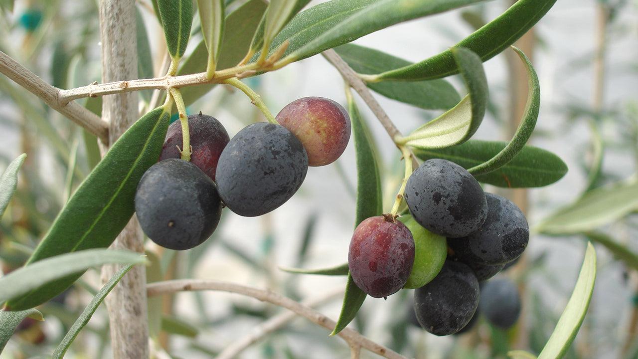 6 Olive Tree Cuttings Unrooted | Greek Olea europaea Edible Fruit Tree Starts for Grafting & Planting