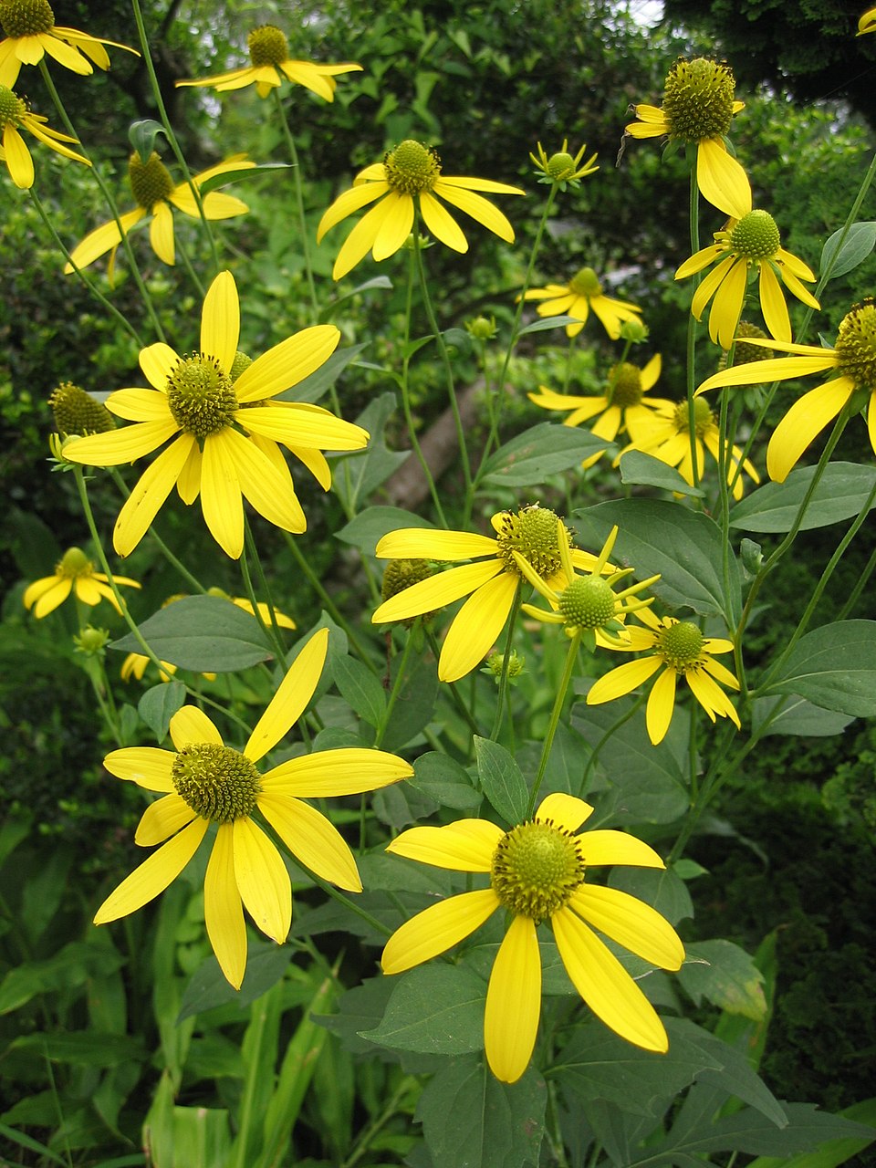 Rudbeckia laciniata ampla Seeds – Cutleaf Coneflower, Native Wildflower, Pollinator-Friendly Garden Plant, 50 Seeds