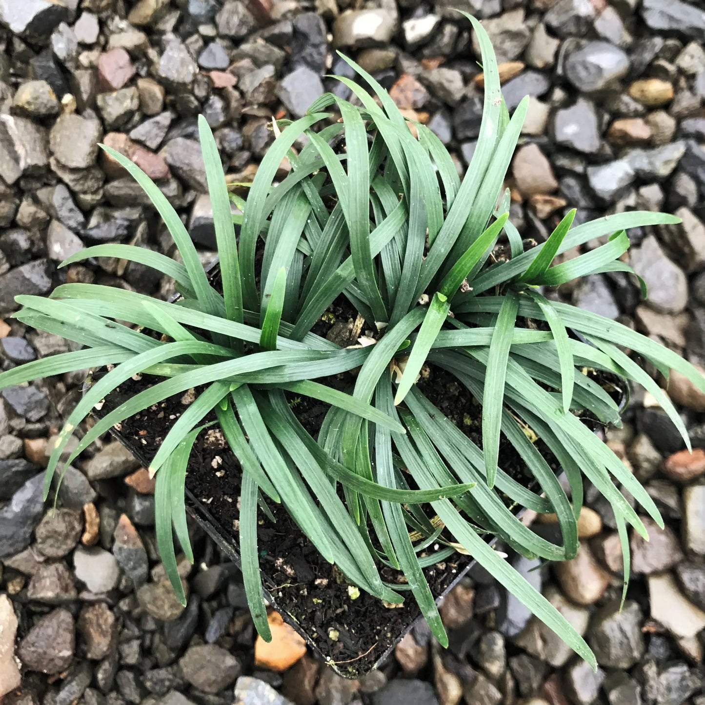 15 Mondo Grass Bare Root Plants – Evergreen Perennial Ground Cover for Landscaping, Borders & Lawns – Easy to Grow, Dense Clumping, Lush Green
