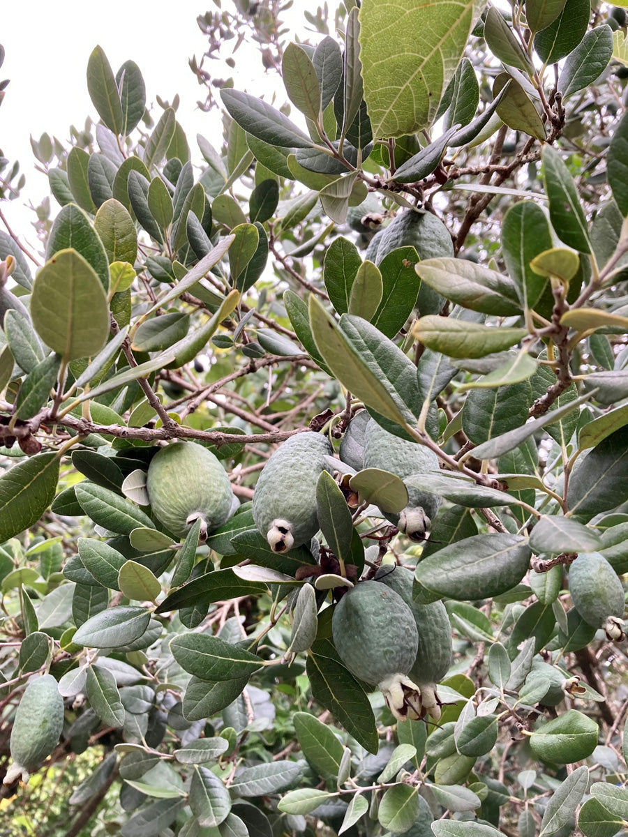 4 Pineapple Guava Cuttings – Feijoa sellowiana Live Unrooted Stems for Edible Landscaping and Home Garden Growing