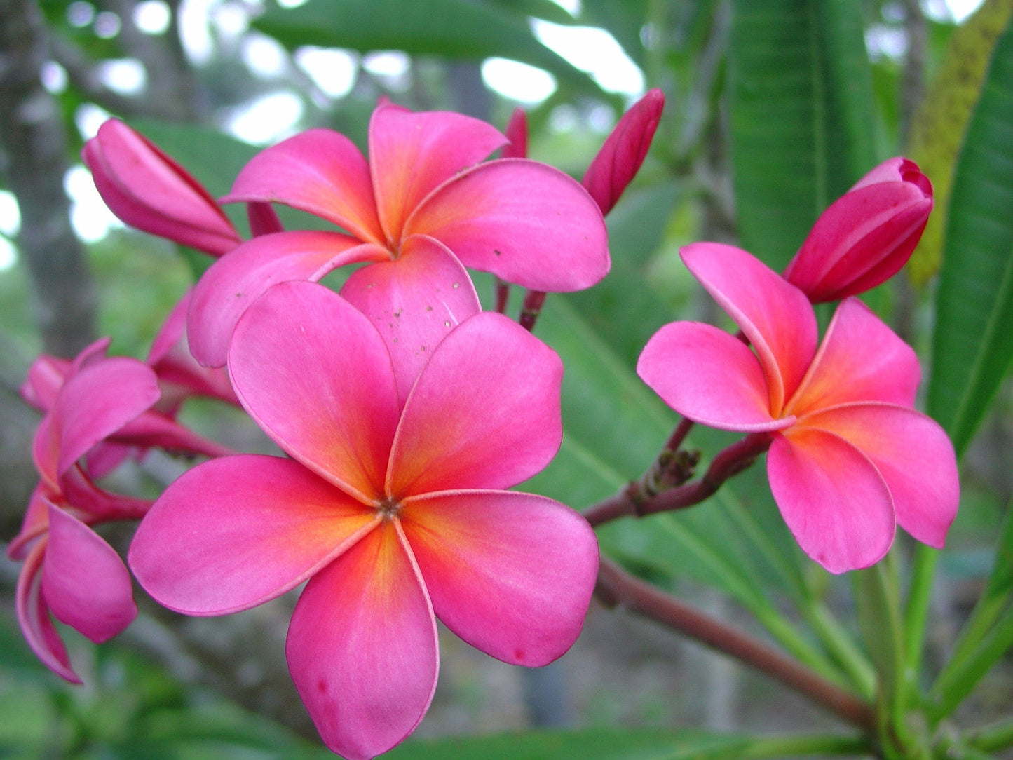 Pink Plumeria Cutting | 10-Inch Double Head Unrooted Starter | Fragrant Tropical Flower Tree | Plumeria Rubra