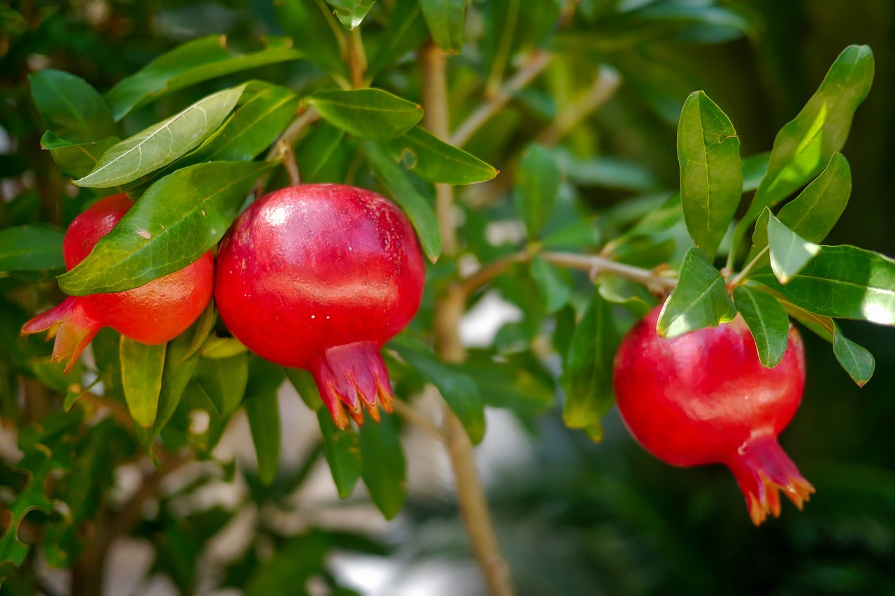 Red Wonderful Pomegranate Cutting 6–8 Inch Unrooted for Rooting, Grafting, Punica granatum, Sweet Red Fruit, Drought-Tolerant
