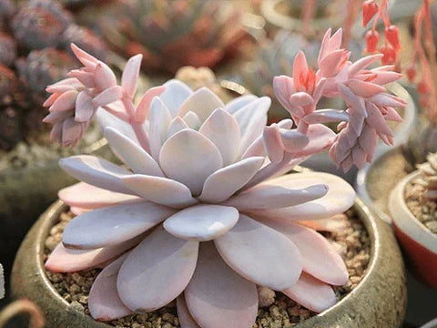 Echeveria laui – Rare Powdery Succulent Plant | Live Bare Root 2–3 Inch | Silver Blue Rosette | Easy-Care Indoor or Garden Plant
