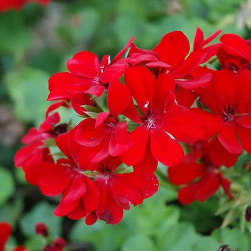 3 Rose Red Ivy Geranium Cuttings, Pelargonium peltatum, Unrooted Live Stems for Hanging Baskets & Garden Pots