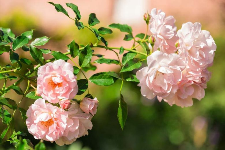 Pink Climbing Rose Cutting | 5–8" Unrooted Garden Rose | Fragrant Pink Blooms | Heirloom Climber for Trellis & Arches