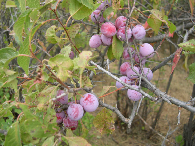 Wild Plum Cuttings 12 Unrooted – Native Prunus Americana Fruit Tree Starter – Edible, Hardy, Easy to Root for Home Garden