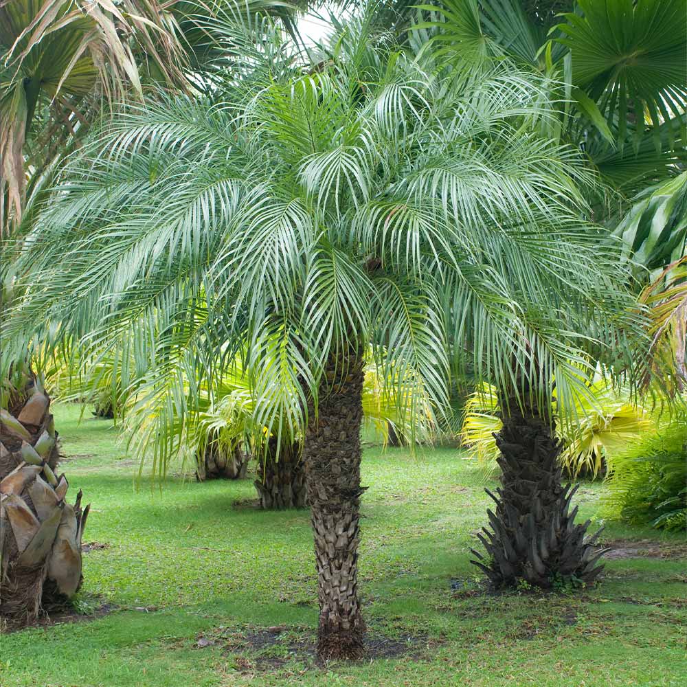 5 Pygmy Date Palm Seedlings | Dwarf Tropical Palm | Phoenix roebelenii Indoor & Outdoor Starter Plants