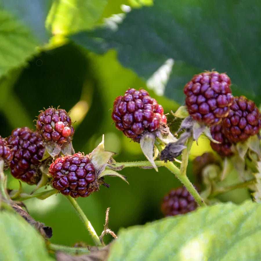 2 Glencoe Thornless Raspberry Plants – Rubus idaeus Live Bare Root Bushes for Garden, Patio, or Orchard, Easy to Grow Berry Shrubs