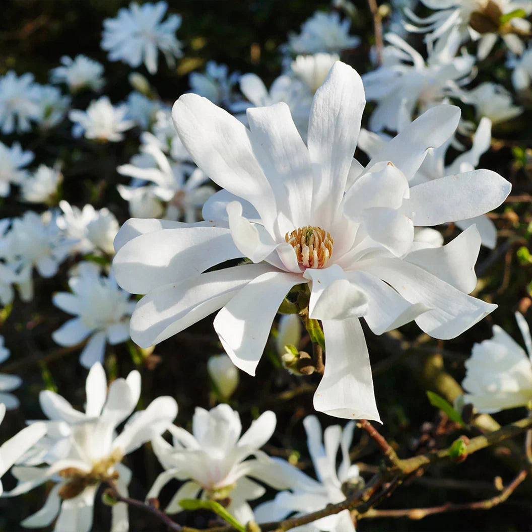 Star Magnolia Tree Bare Root Plant 6–12” | White Flowering Shrub Magnolia stellata for Landscaping
