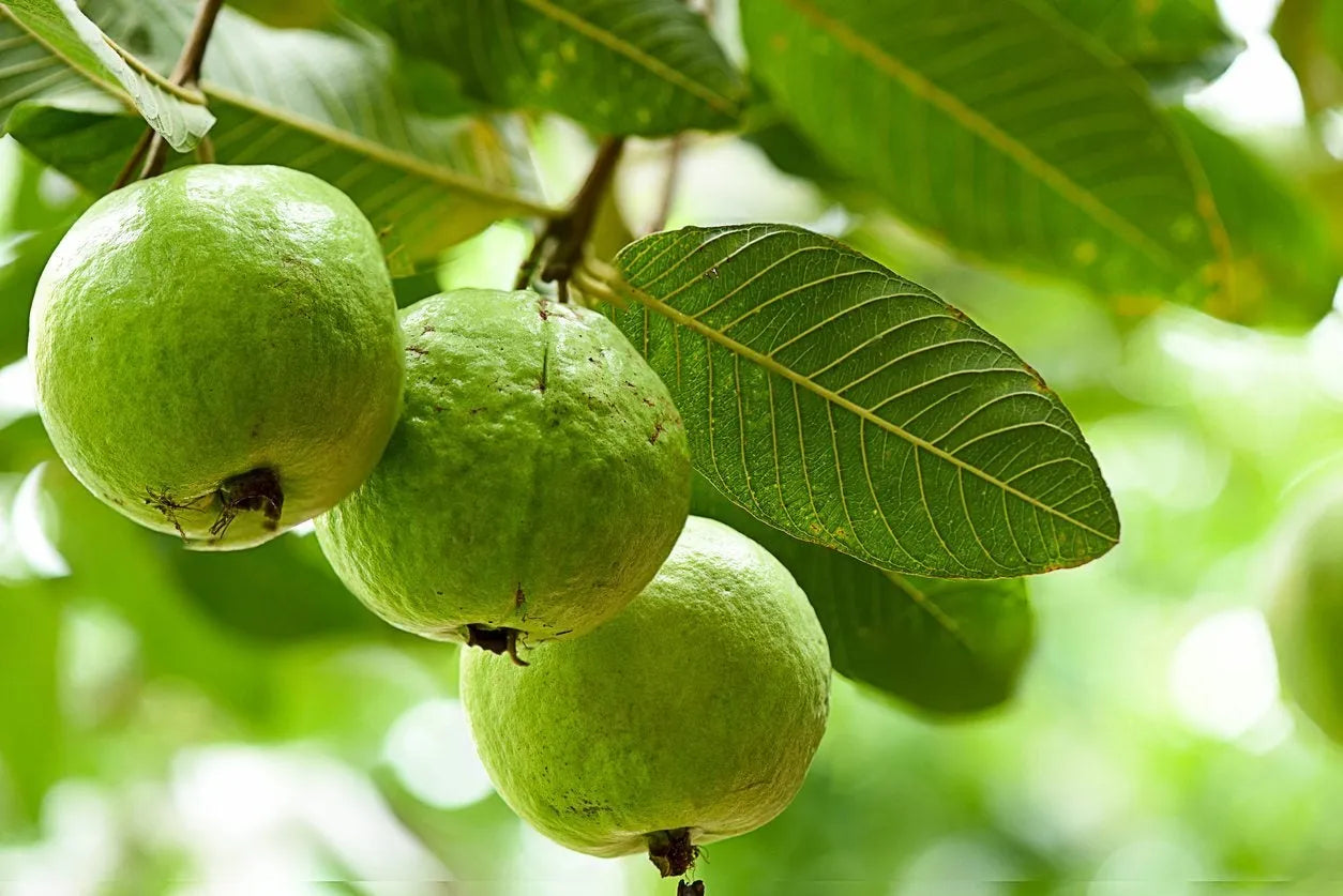 3 Guava Tree Cuttings | Unrooted Wood for Grafting or Rooting | Psidium guajava | Tropical Fruit Tree Starter