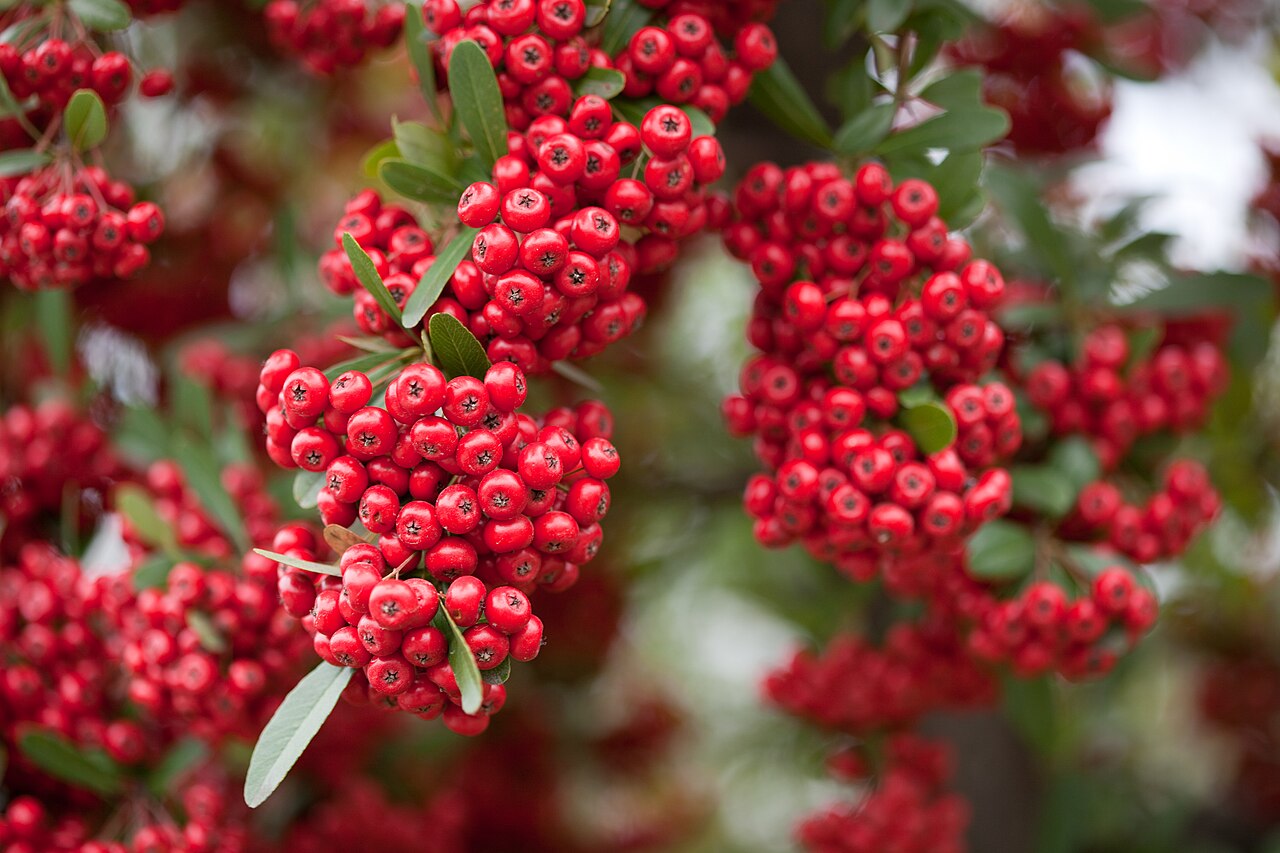 Rare Scarlet Firethorn Cuttings – Pyracantha coccinea – 5 Fresh Rooting Grafting Plant for Hedge with Red Berries