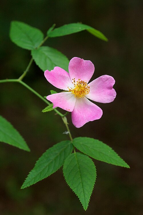 Rosa setigera Seeds – Illinois Rose Wildflower, Non-GMO Perennial Seeds for Native Pollinator Garden & Meadow