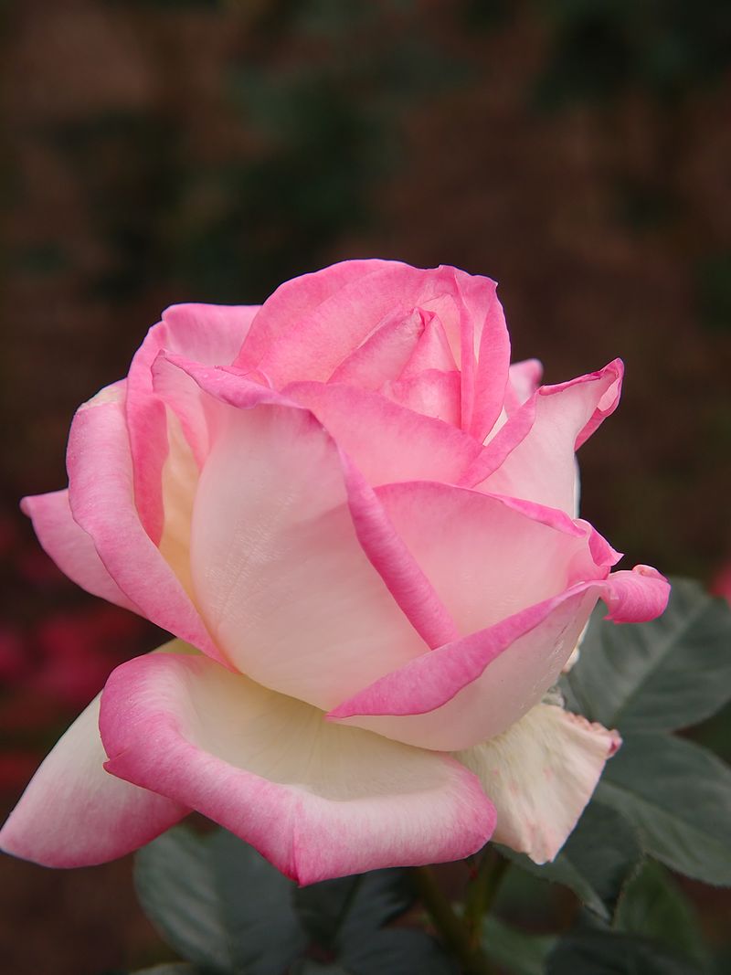 1 Grace de Monaco Rose Bush | Live Bare Root Starter Plant | Elegant Hybrid Tea Rose β Blush-Pink Fragrant Blooms
