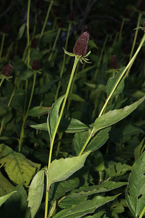Rudbeckia occidentalis Seeds – Western Coneflower Native Wildflower, Pollinator-Friendly Prairie Plant, 75 Seeds