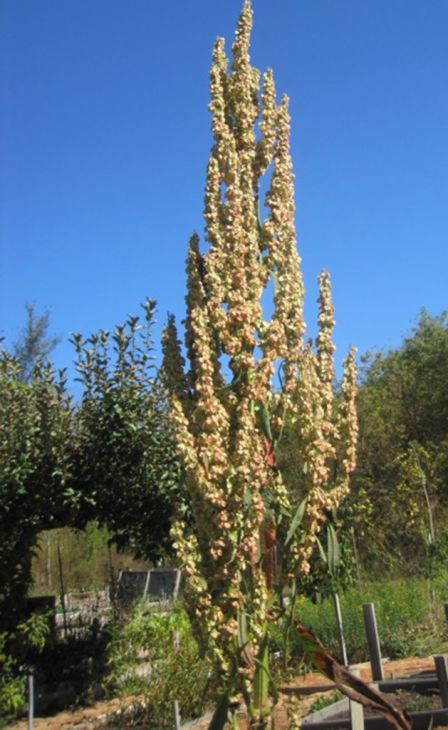 Rumex orbiculatus Seeds – Great Water Dock Native Wetland Plant for Rain Gardens & Pond Edges, 100 Seeds