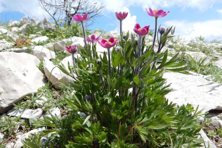Anemone multifida Seeds – Wildflower Perennial, Pollinator-Friendly Garden & Meadow Plant, Non-GMO, 100 Seeds