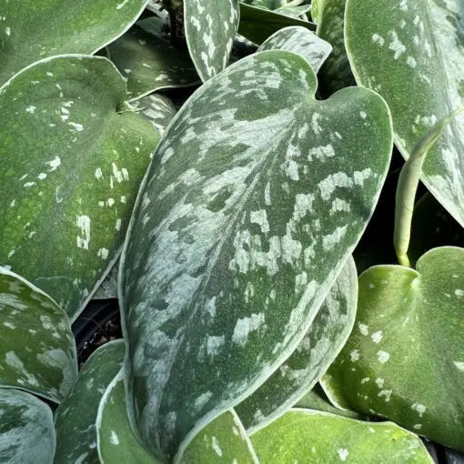 12-inch Rooted Variegated Silver Satin Pothos Cutting – Scindapsus pictus Houseplant, Rare Variegated Indoor Vine, Easy Care Green and Silver Foliage