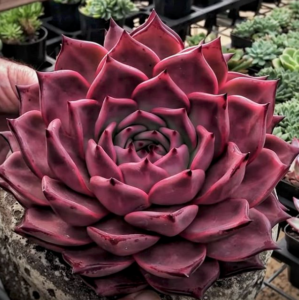 Echeveria Agavoides ‘Romeo Rubin’ – Rare Red Succulent Plant 2” Live Bare Root Indoor Outdoor Easy Care