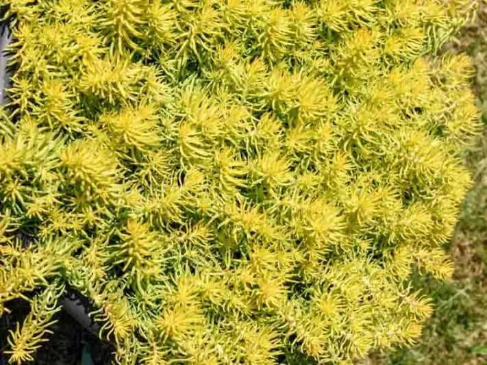 10 Sedum Cuttings | Stonecrop Succulents | Unrooted Groundcover Stems for Rock Gardens, Containers & Borders | Drought Tolerant Succulent Plants