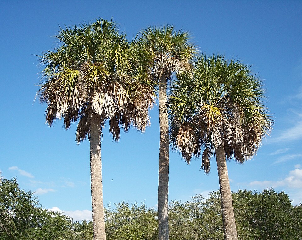 Sabal palmetto Seeds – Cabbage Palm, Palmetto Palm, Blue Palmetto, Carolina Palmetto – 5 Seeds for Landscaping & Tropical Gardens