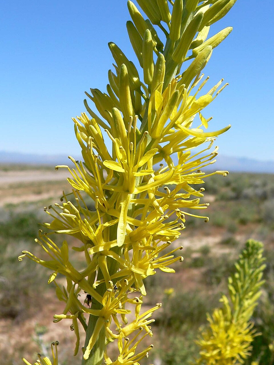 Stanleya pinnata Seeds – Prince's Plume Perennial Wildflower, Drought-Tolerant Desert Plant, 40 Seeds