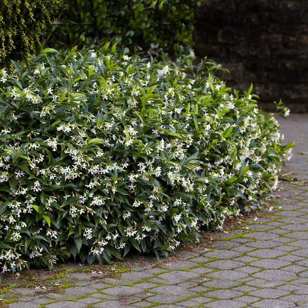 Star Jasmine Plant Live Rooted Stem | Fragrant White Flowers | Evergreen Climbing Vine | Trachelospermum jasminoides