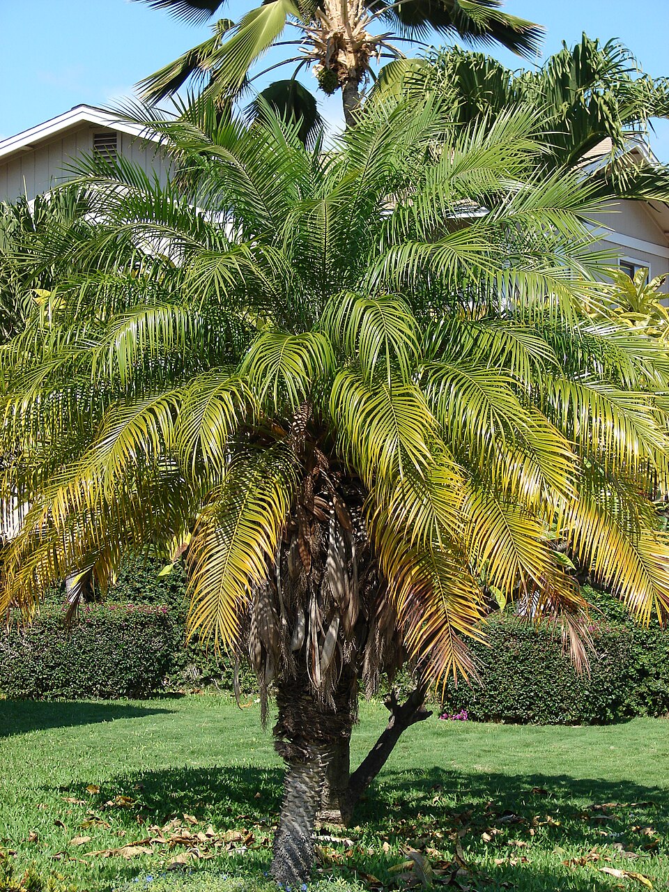 Phoenix roebelenii Seeds – Pygmy Date Palm, Miniature Ornamental Palm Tree, Tropical Indoor Outdoor Plant, 5 Seeds
