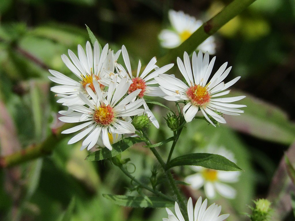 100 Symphyotrichum pilosus Seeds | Heath Aster | Frost Aster | Native Perennial Wildflower for Pollinator Gardens
