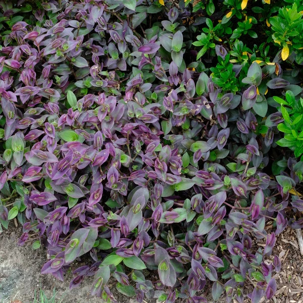 Tradescantia ‘Pale Puma’ – 5 Unrooted Fuzzy Houseplant Cuttings, Variegated Indoor Starter Plant, Easy to Root, Soft Foliage