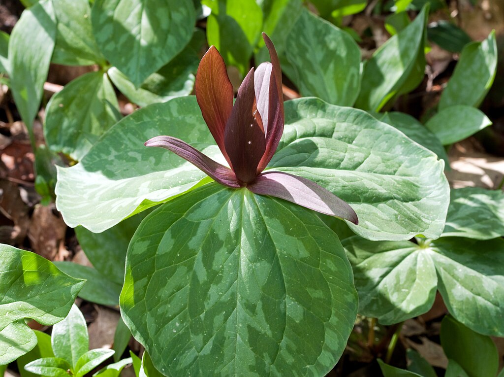 Purple Toad Trillium Bulbs – Sweet Betsy, Trillium cuneatum, Woodland Wildflower Perennial for Shade Gardens