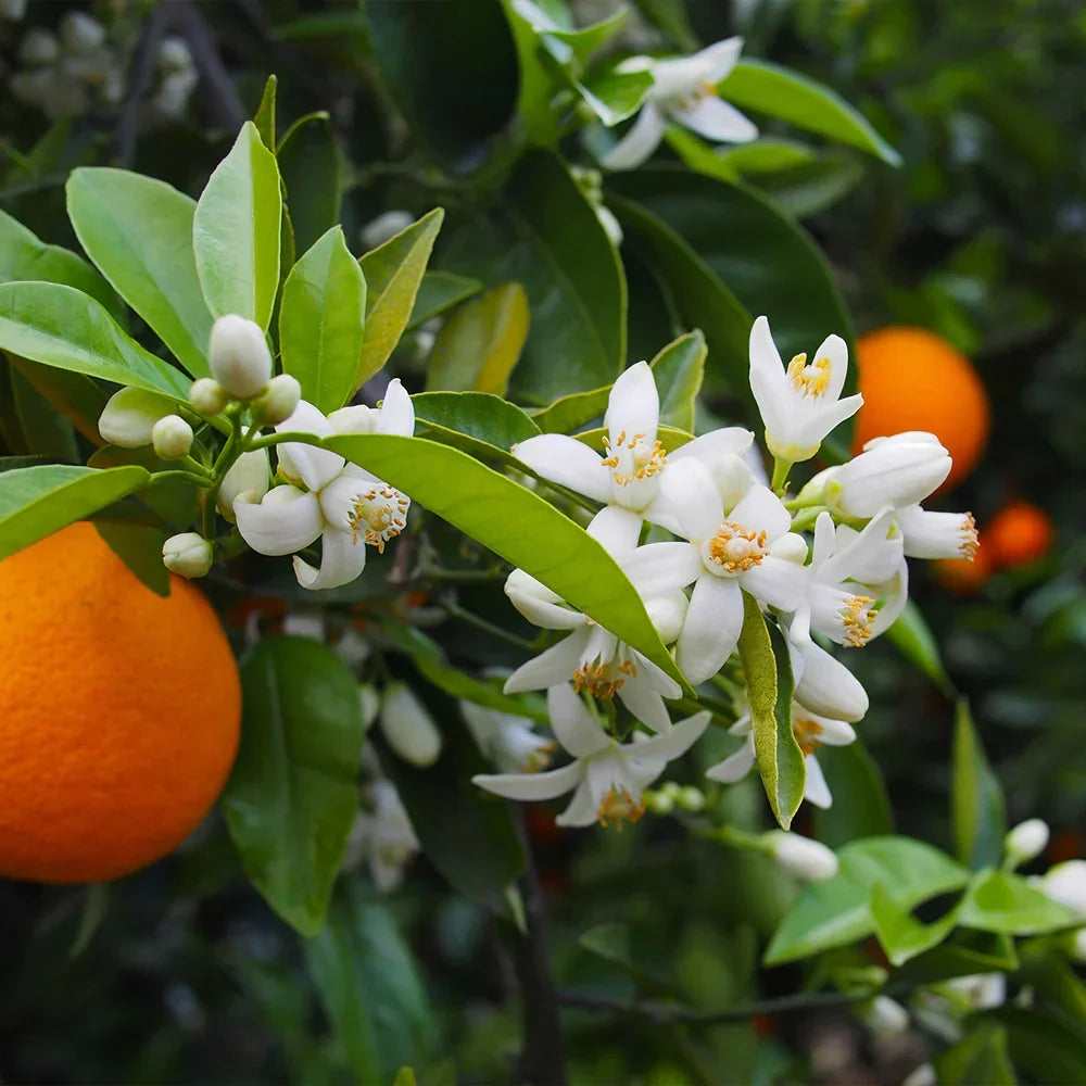 Valencia Orange Cuttings 6–8 Inch Unrooted for Rooting Grafting Organic Citrus Scion Citrus sinensis