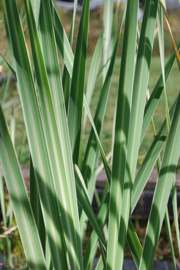 Live Variegated Cattail Plant | Hardy Aquatic Marginal Pond Plant | Typha latifolia variegata | Bareroot Water Garden Plant