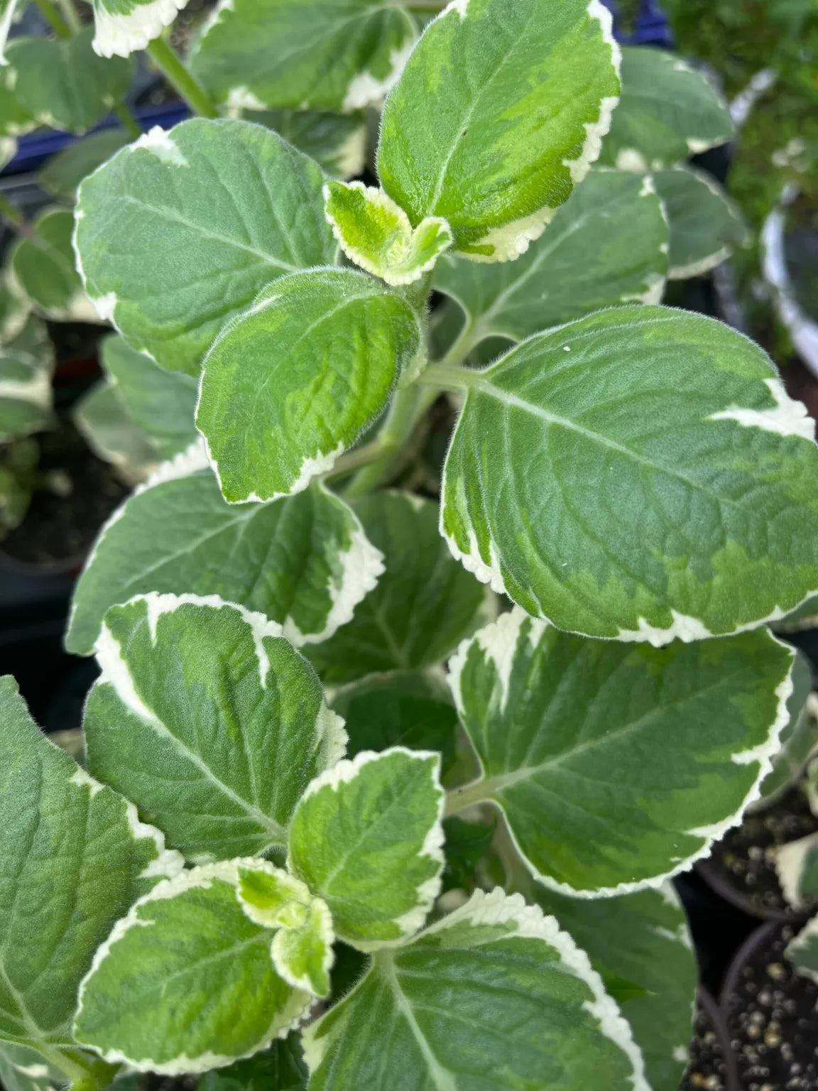 5 Variegated Cuban Oregano Cuttings – Plectranthus amboinicus Herb – Live Unrooted Stems for Aromatic, Medicinal, and Decorative Use