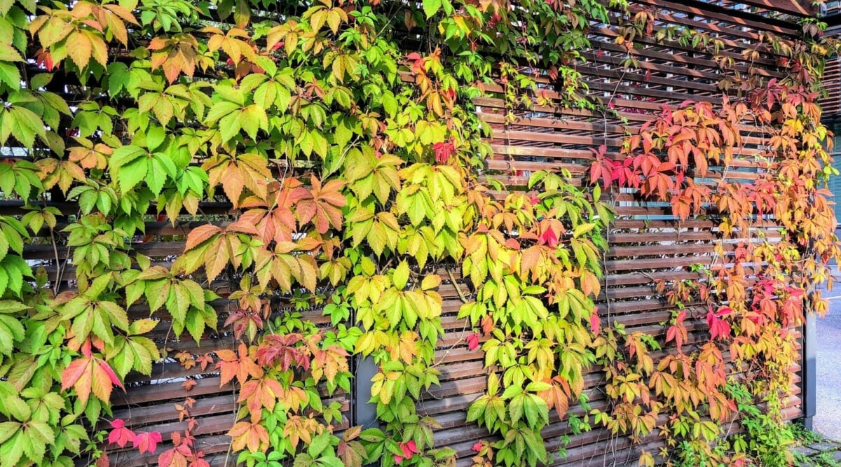 Virginia Creeper Live Rooted Cuttings – 5–8" Hardy Perennial Vine for Wall and Fence Cover, Parthenocissus quinquefolia