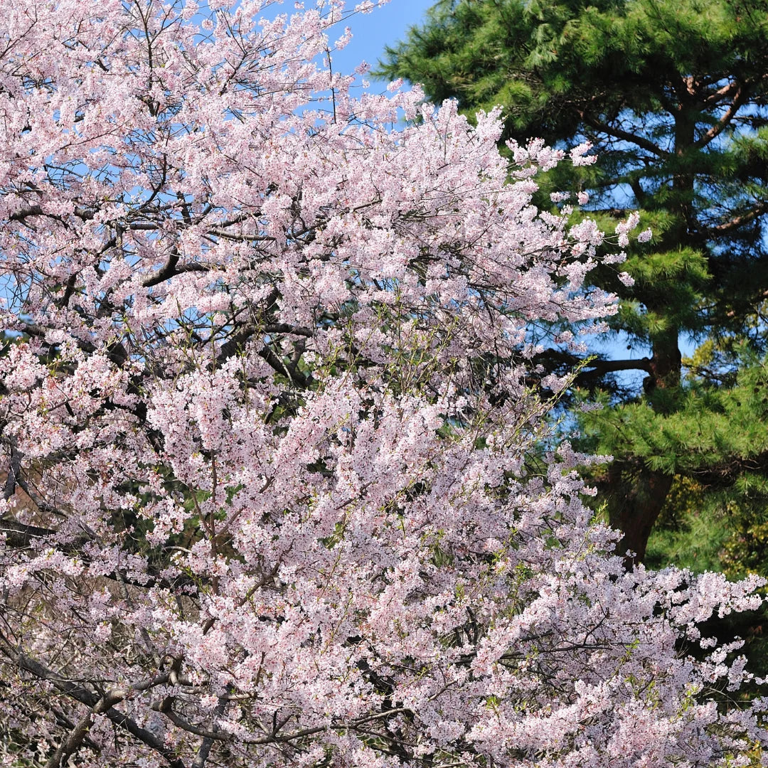 Yoshino Cherry Tree – 2ft Bare Root Flowering Ornamental Tree – Pink-White Blossoms, Fast Growing Prunus x yedoensis