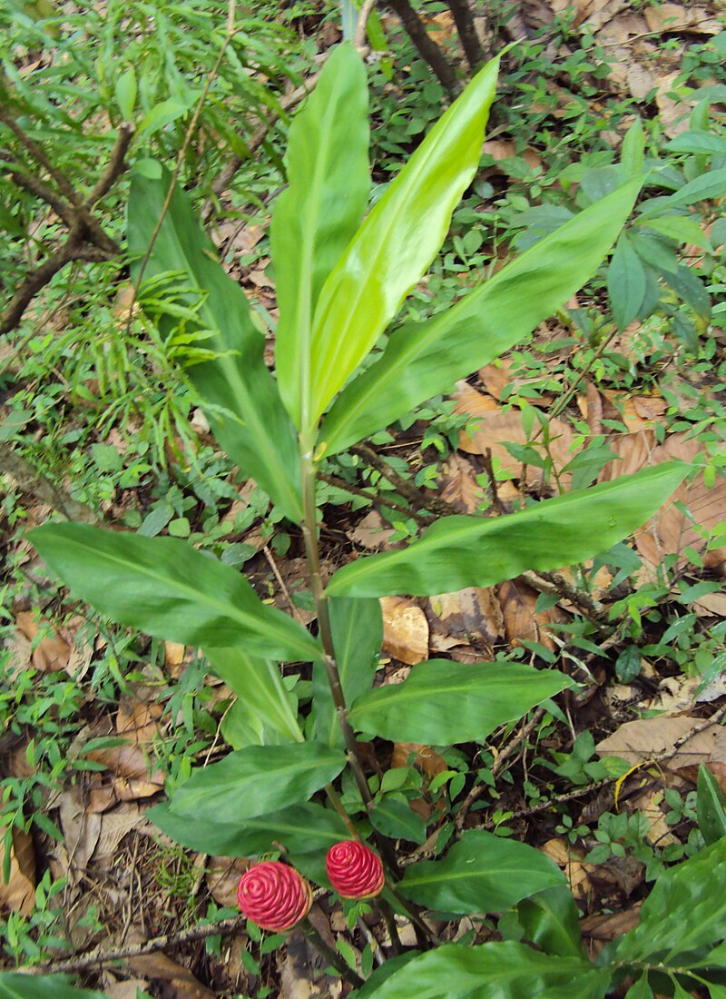 Ginger Shampoo Plant Bareroot 6–8” | Zingiber zerumbet Awapuhi Root | Tropical Medicinal Ornamental Ginger