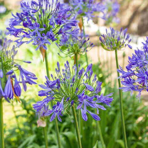 African Blue Agapanthus Live Plant – 6–8 Inch Bareroot Lily of the Nile – Hardy Perennial with Blue Flowers – Agapanthus africanus