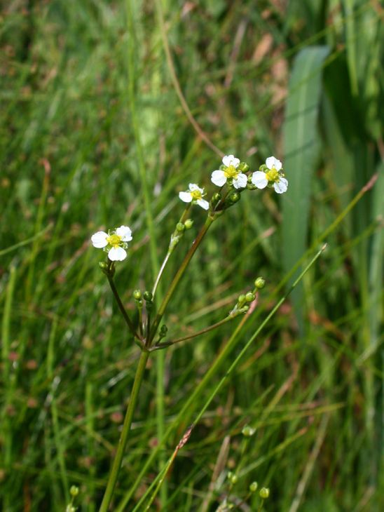 Alisma Triviale Seeds 300 Pack | Northern Water Plantain | Native Aquatic Wetland Plant for Pond & Bog Garden