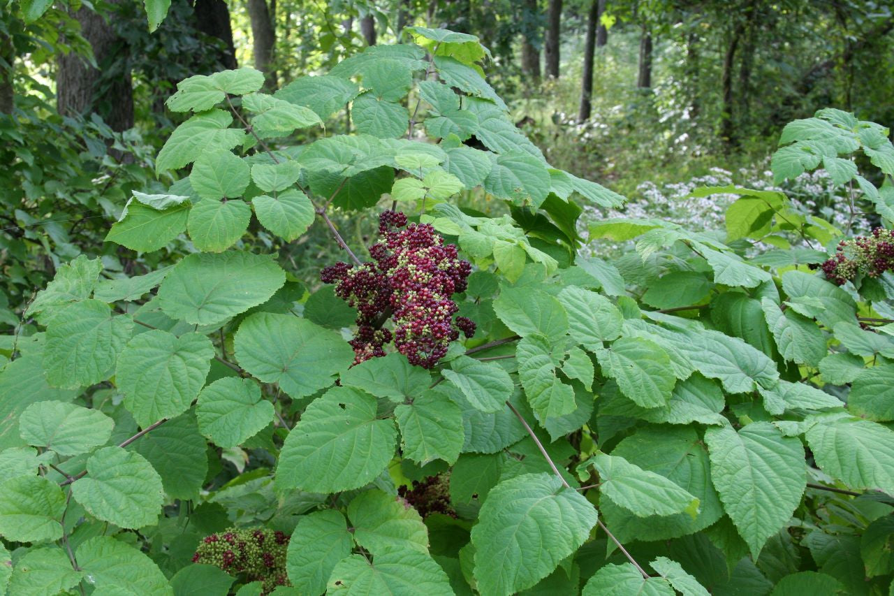 Aralia racemosa Seeds – American Spikenard Native Woodland Plant Medicinal & Pollinator Friendly 50 Seeds