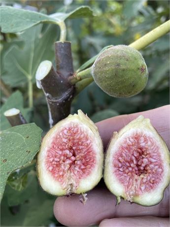 Dark Portuguese Fig Cutting - Unrooted 8"+, 3+ Nodes, Ficus carica, Rare Sweet Dark Fig Tree for Grafting & Propagation